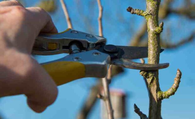 tree propagation