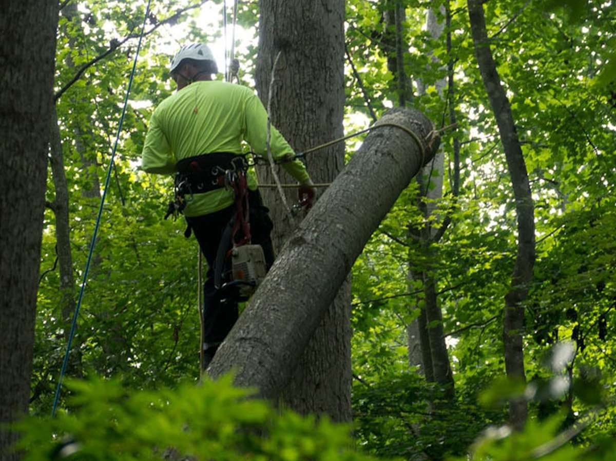 About Us - Tree Service Experts