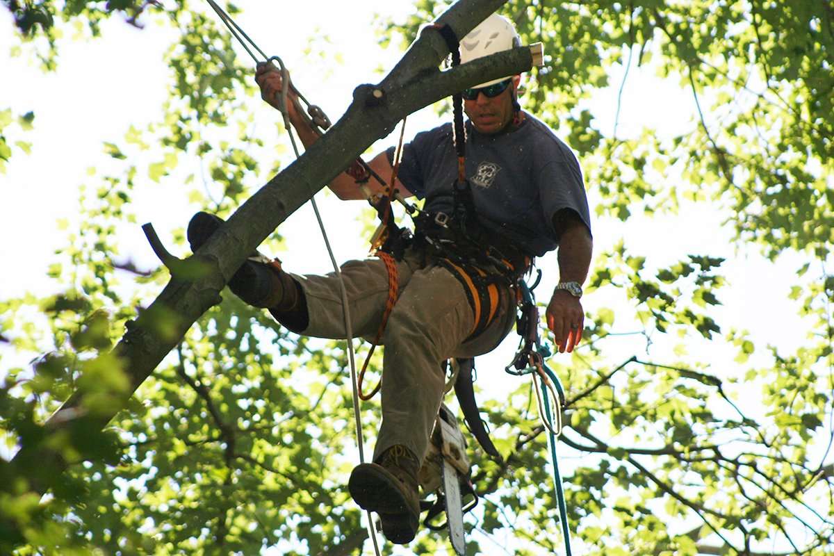 About Us - Tree Service Experts