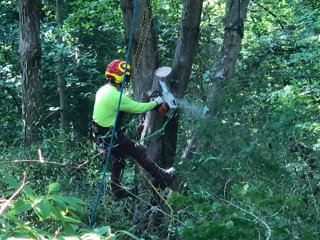 tree sawing
