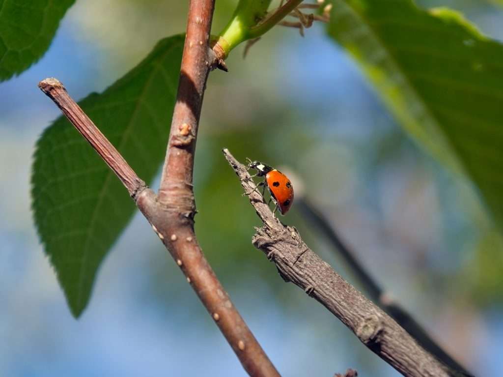 ladybug