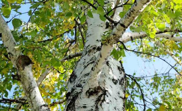 shady tree