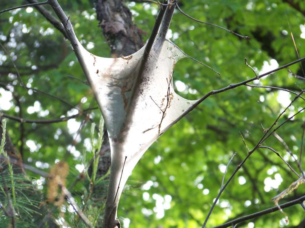 Eastern Tent Caterpillar Webs