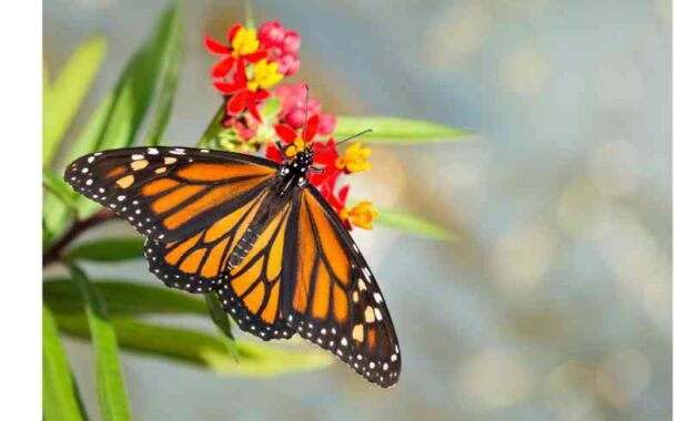 monarch butterfly
