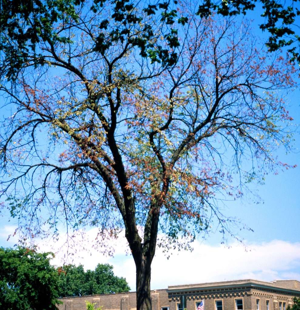 elm tree