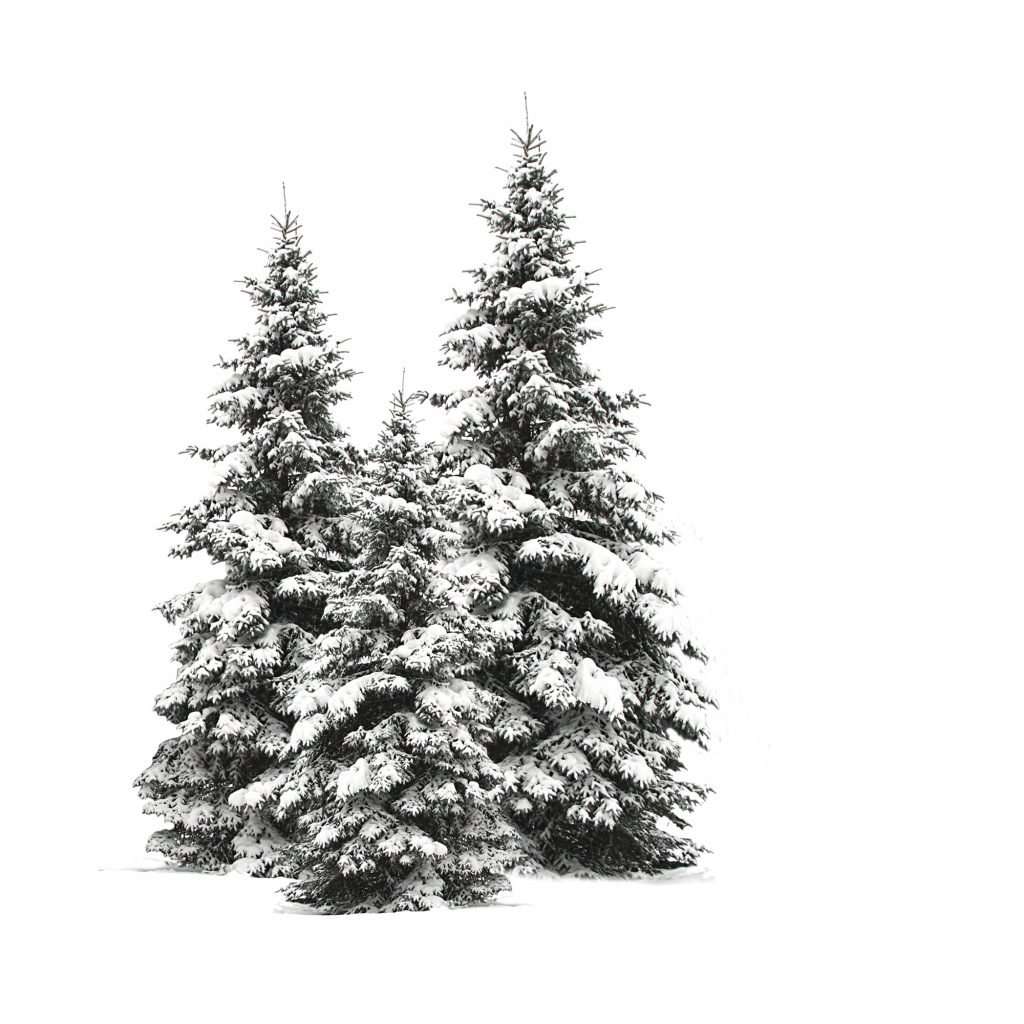 Pine trees isolated on white
