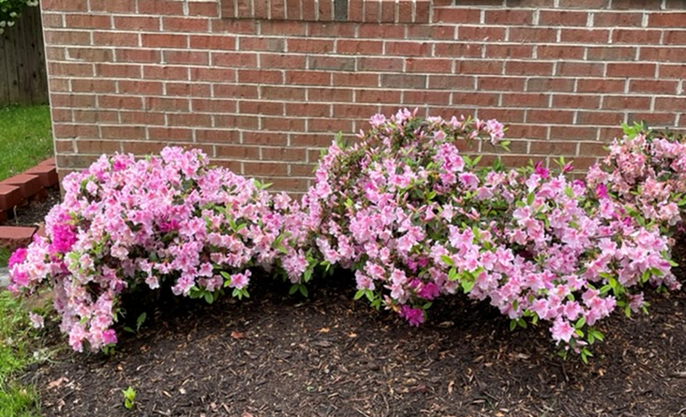 Well pruned azalea shrubs