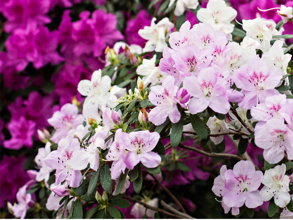 Azalea Bush