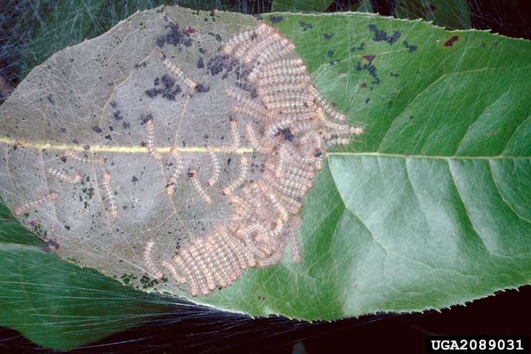 Fall webworm larvae eating away a leaf.