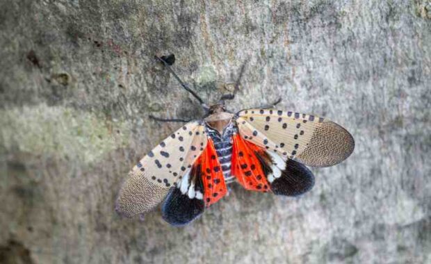 spotted laternfly