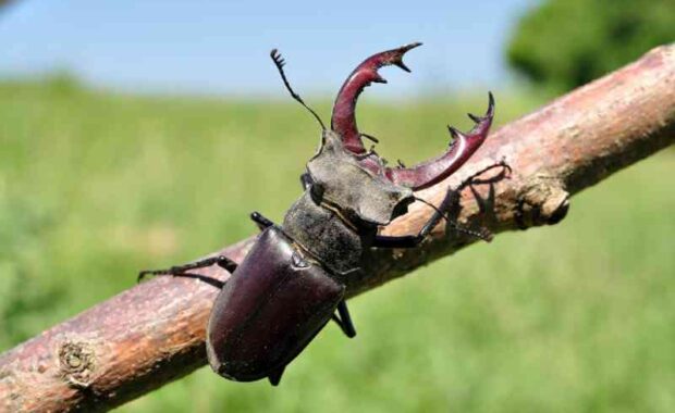 stag beetle
