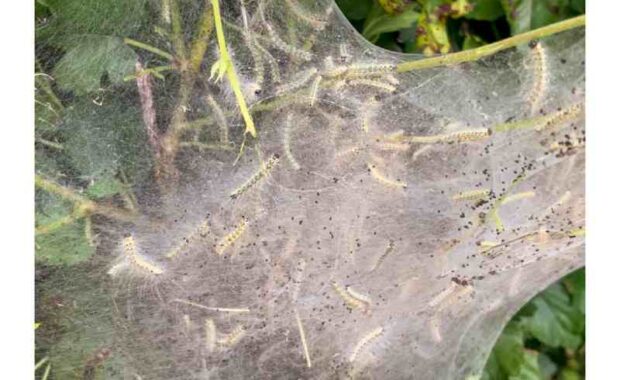 fall webworm nest