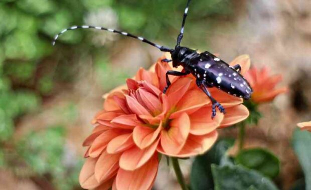 asian long-horned beetle