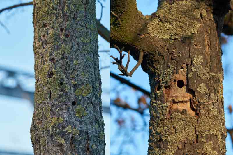 Asian Long-horned Beetle holes