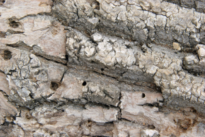 D-shaped holes in Ash Tree