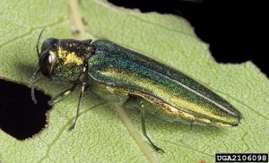 Adult EAB on a leaf.