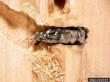 Adult Asian long-horned beetle boring a hole through wood.