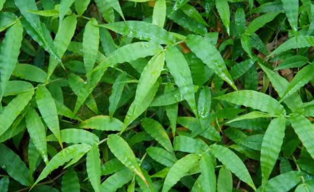 Wavyleaf Basketgrass