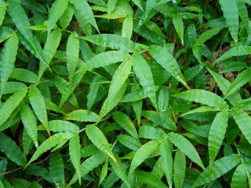Wavyleaf Basketgrass