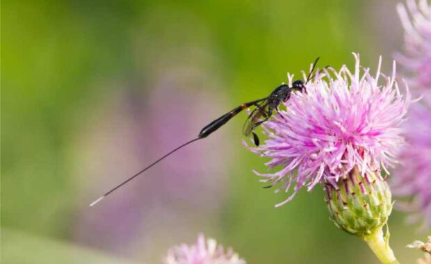 Ichneumon Wasp
