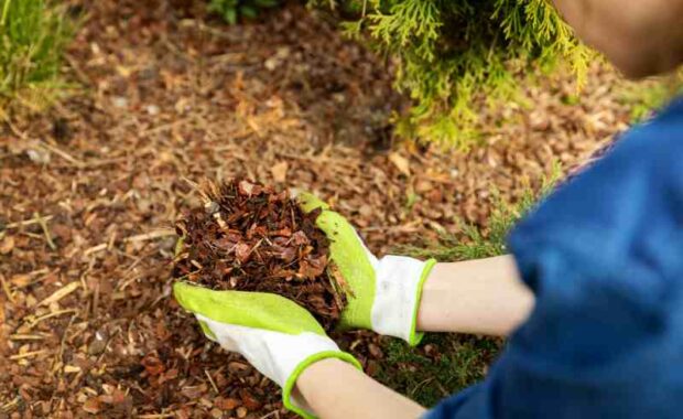 mulch