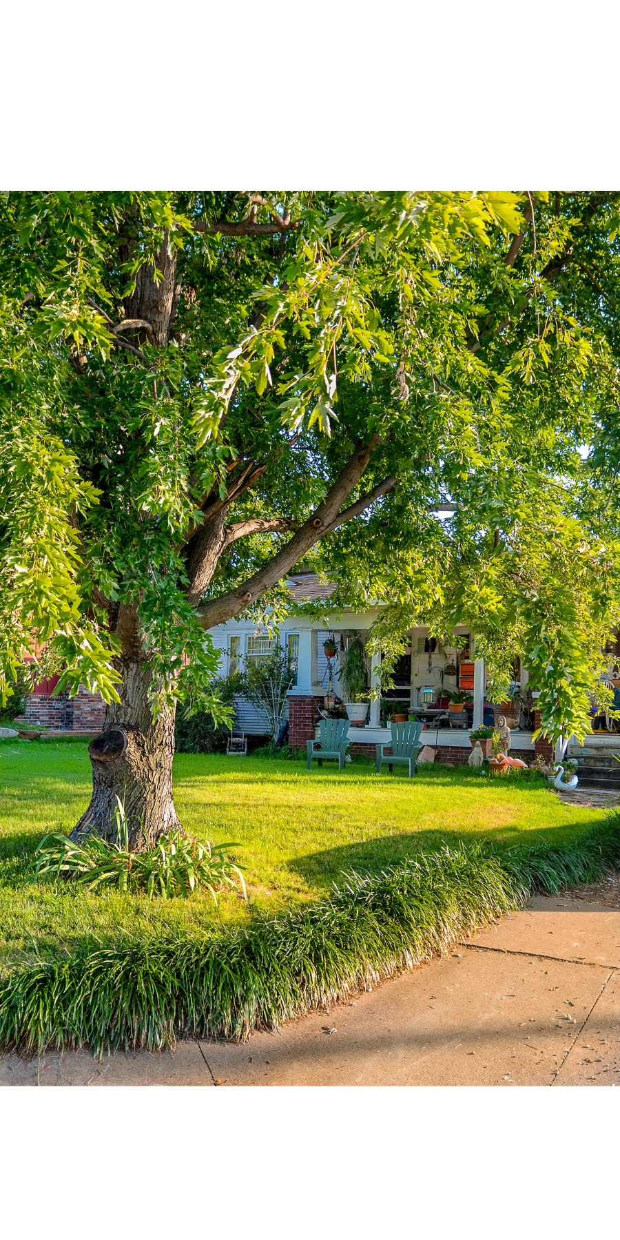 Spring tree care