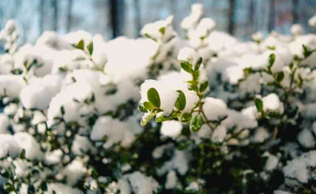 snow on plants