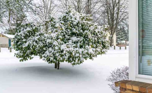 snow on small tree