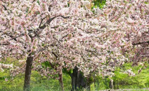southern crabapples