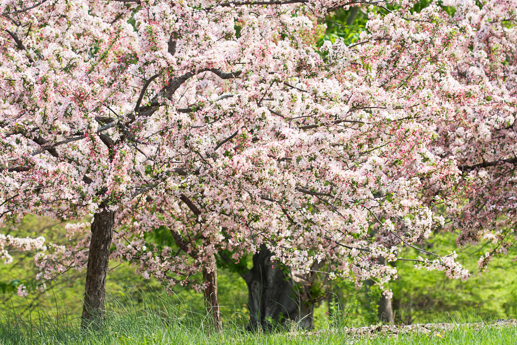 Native crabapples.