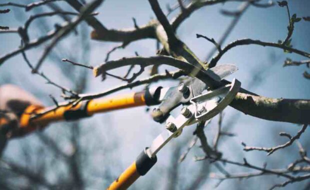 fall pruning