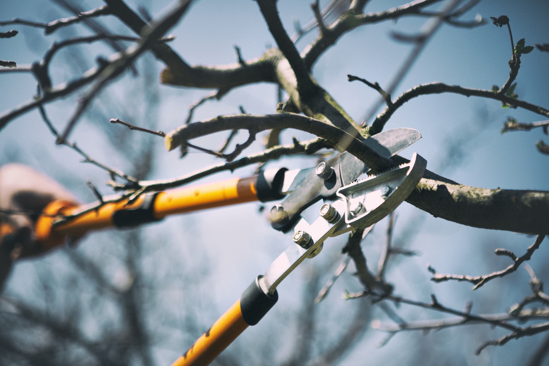 Close up branch pruning