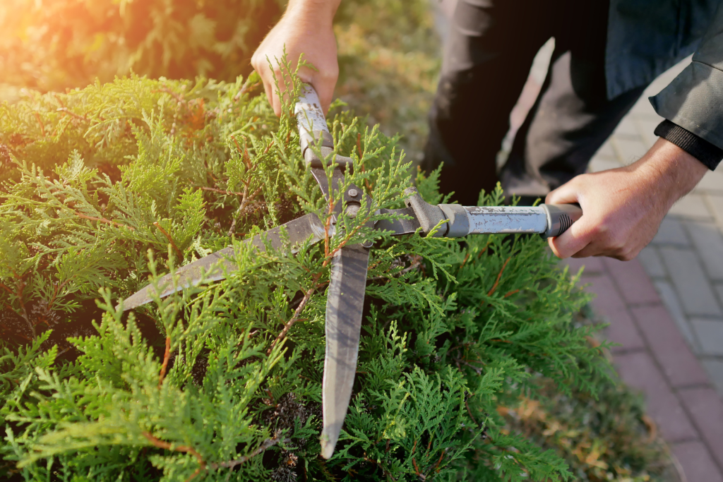 Up close small shrub pruning