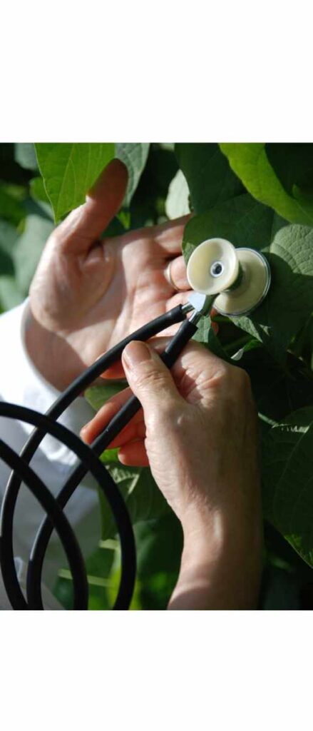 tree doctor