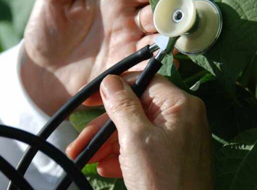 tree doctor
