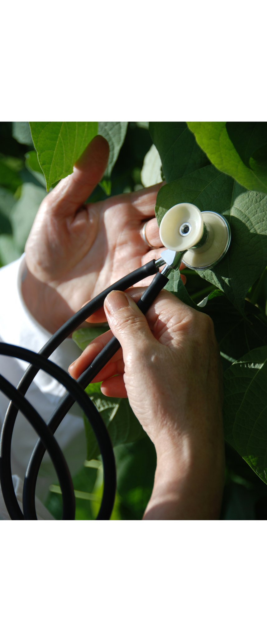 A hand holding a stethoscope to a plant leaf.