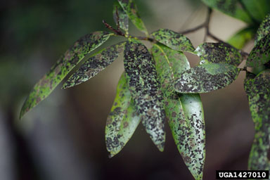 Sooty mold up close on laurels