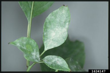 Powdery mildew on a tree.