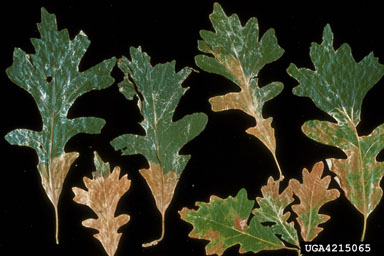 Oak leaves wilting