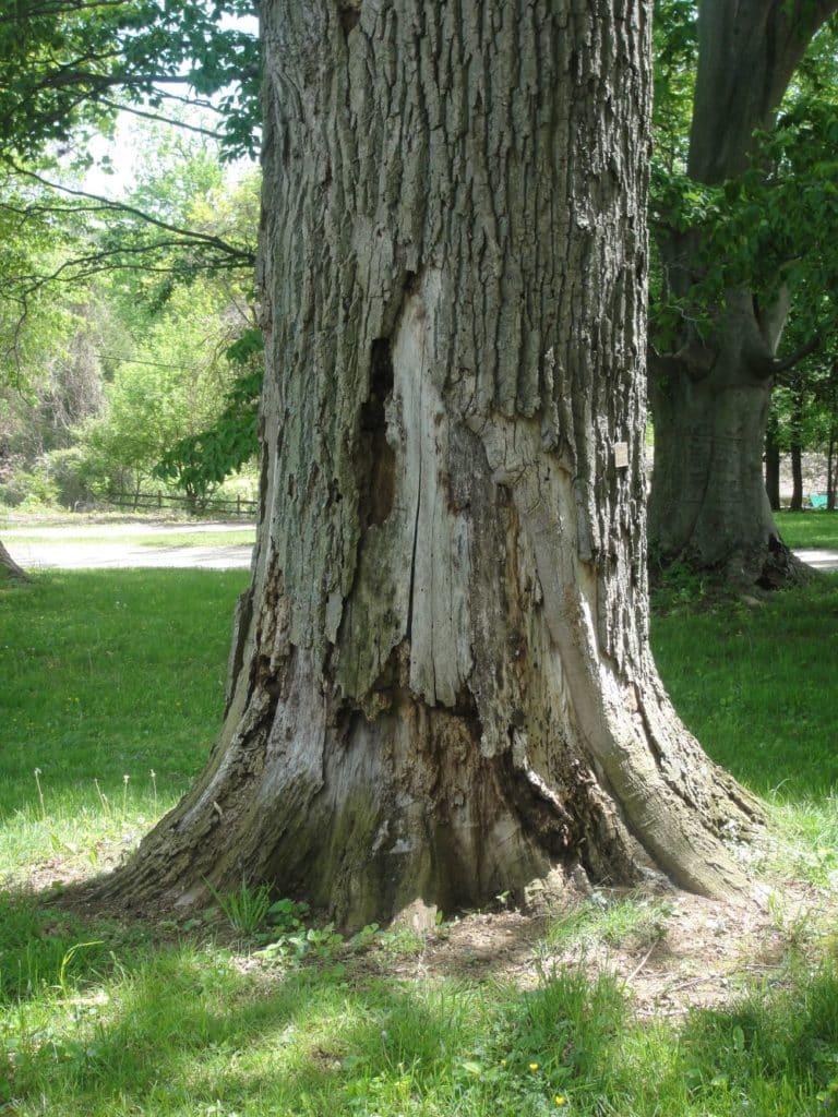 Tree trunk with missing bark