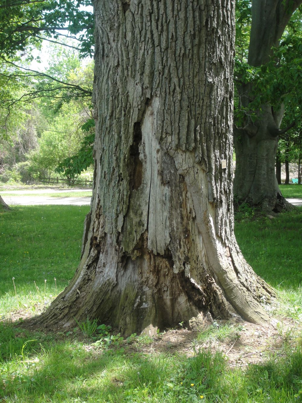 Tree trunk with missing bark