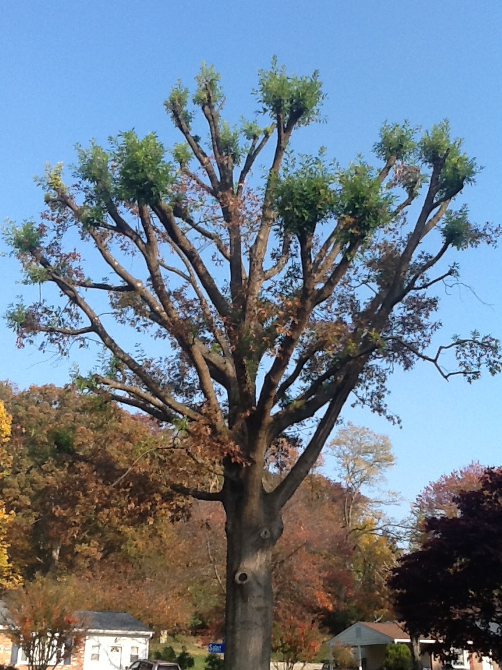 Pin Oak that was topped