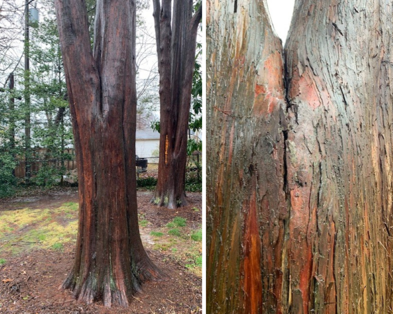 Structurally damaged tree. 