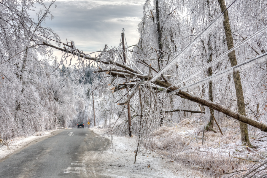 Tree fallen onto powerline