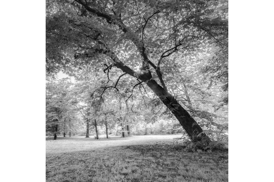 Tree leaning