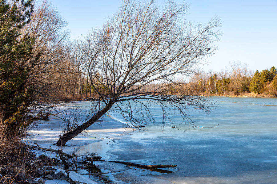 winter tree bent