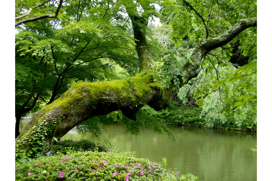 Tree leaning over water