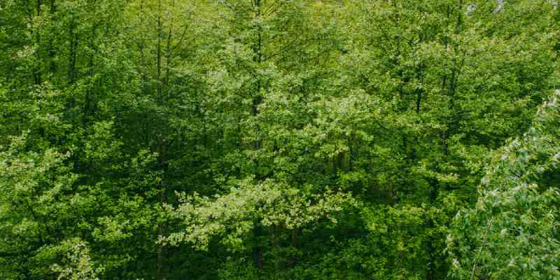 heavy forest