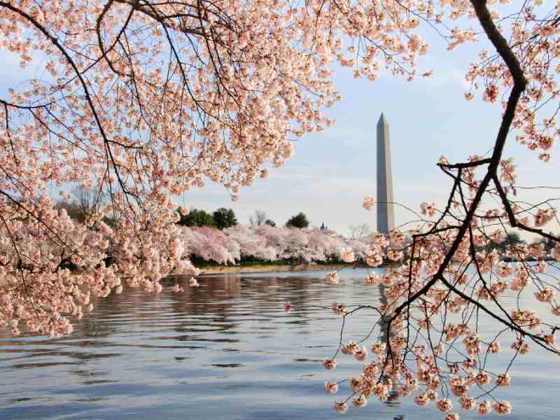cherry blossoms