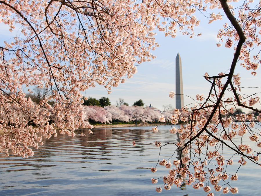 Cherry blossoms frame the Washington Monument